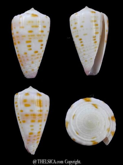 Conus devorsinei 25,5 mm Gem-0