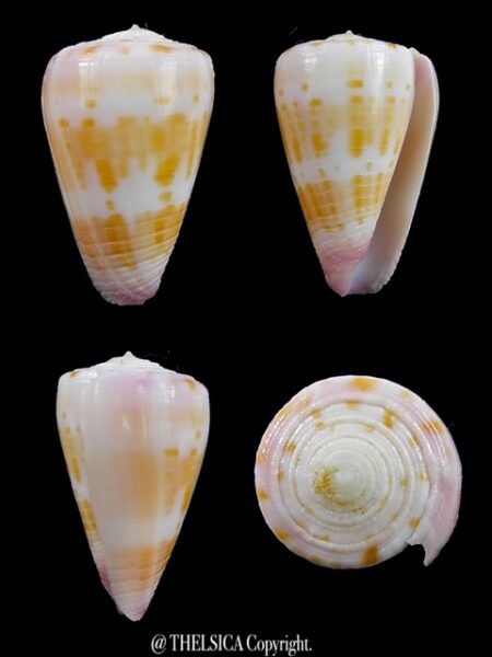 Conus devorsinei 26,30 mm Gem-0