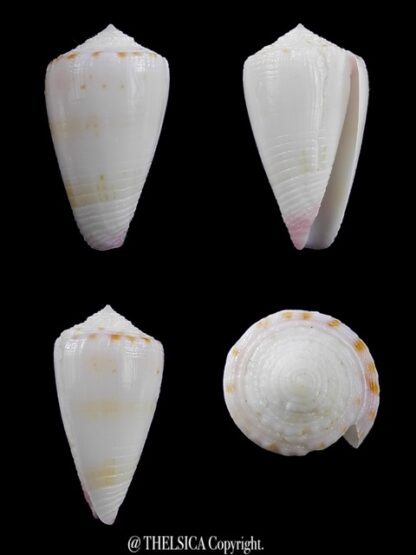 Conus devorsinei 26,7 mm F+++/Gem-0