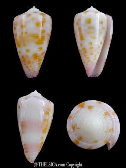 Conus devorsinei 27,2 mm Gem-0