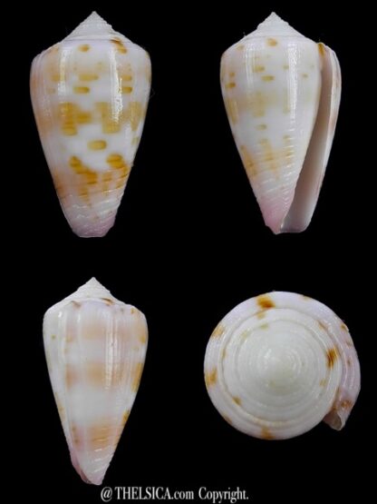 Conus devorsinei 27 mm Gem-0