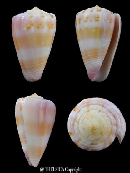 Conus devorsinei 28,7 mm Gem-0