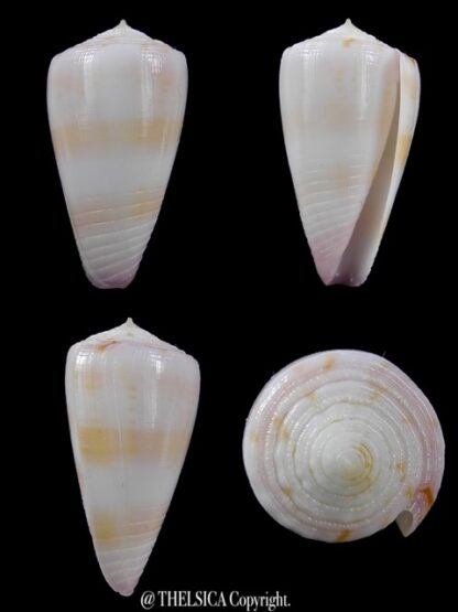Conus devorsinei 29,1 mm Gem-0