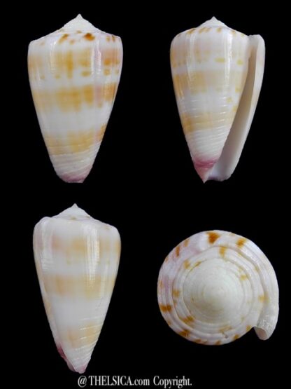 Conus devorsinei 32,2 mm Gem-0