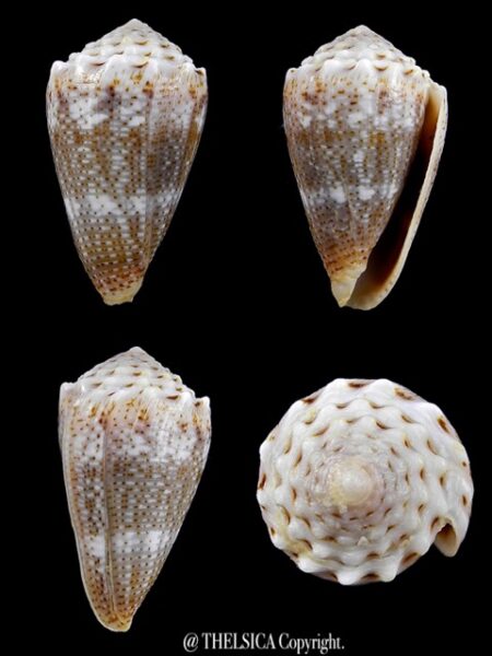 Conus encaustus 28,4 mm Gem-0