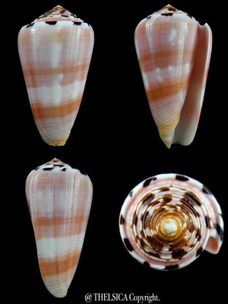 Pionnoconus gauguini 63,4 mm Gem-0