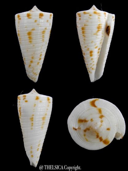 Conus lizardensis 36,4 mm Gem-0