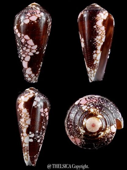 Conus magnificus 42,4 mm Gem-0