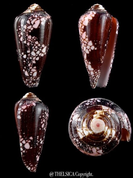 Conus magnificus 46 mm Gem-0