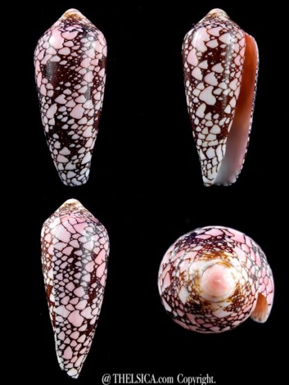 Conus magnificus 58,7 mm Gem-0