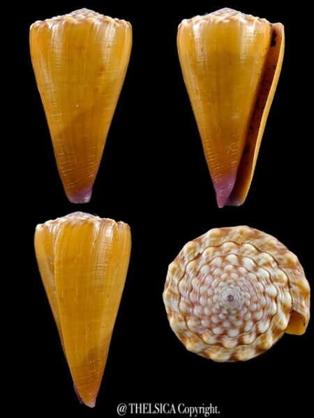 Conus moreleti 40,1 mm Gem-0