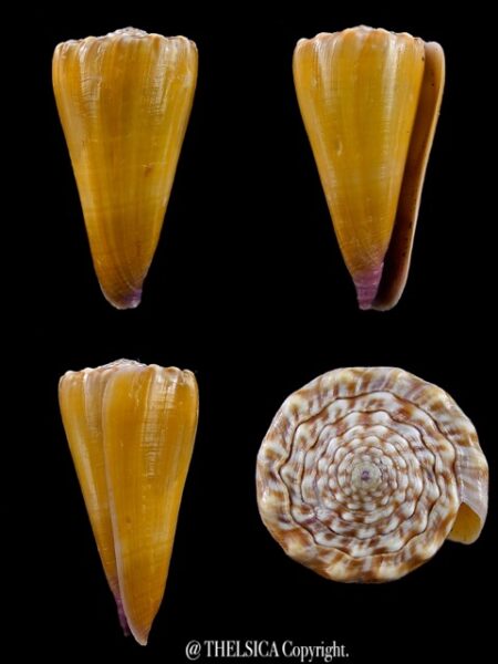 Conus moreleti 44,9 mm Gem-0