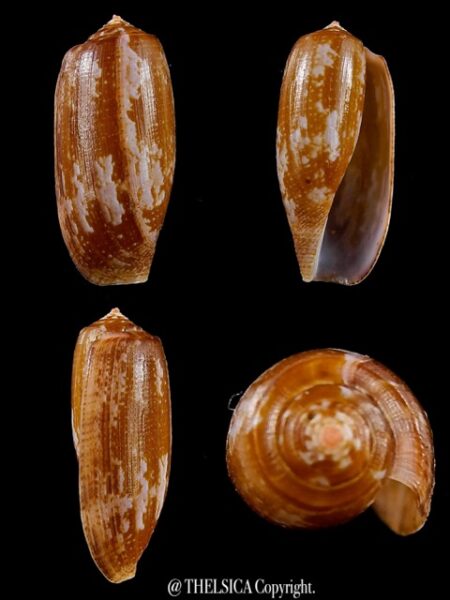 Conus obscurus Gem 28,6 mm-0