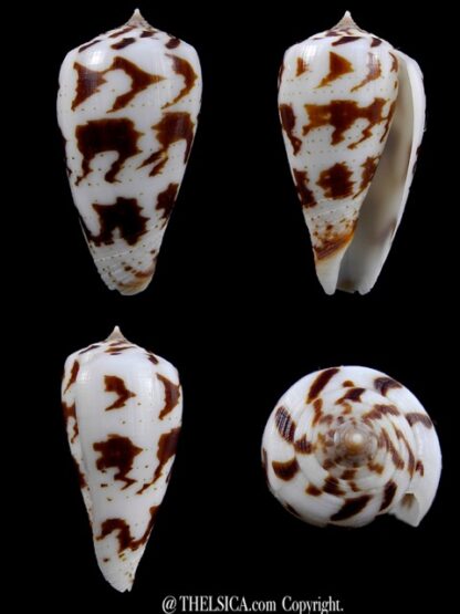Conus pica petergabrieli 38,1 mm F+++/Gem-0