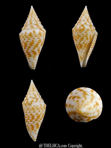 Conus rizali 25,8 mm Gem-0