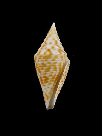 Conus rizali 25,8 mm Gem-12394