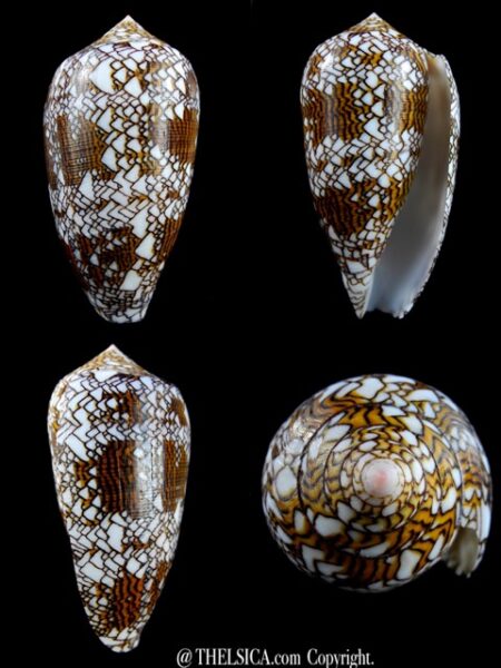 Conus textile 88,9 mm Gem-0