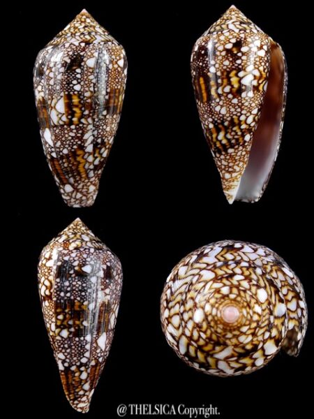 Conus textile f. textilinus. 47,3 mm Gem-0