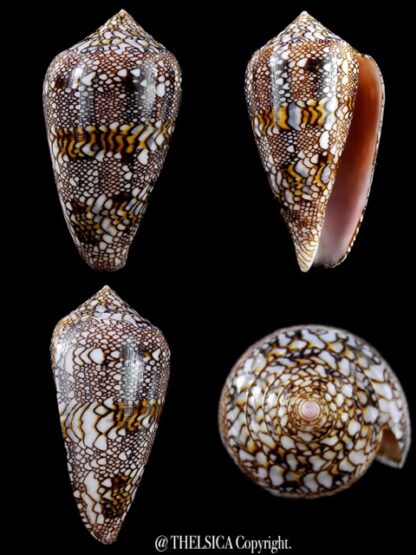 Conus textile f. textilinus. 52,5 mm Gem-0