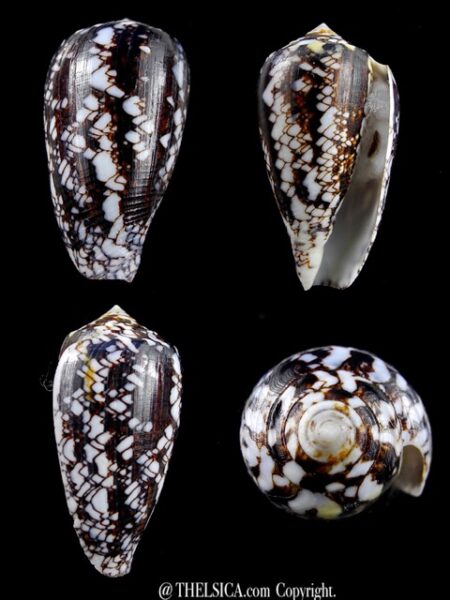 Conus victoriae .. Black.. 47,8 mm F+++/Gem-0