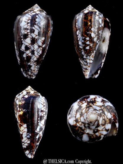 Conus victoriae .. Black.. 48,6 mm F+++/Gem-0