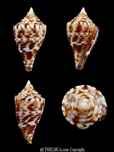 Conus wakayamaensis 23,8 mm Gem-0