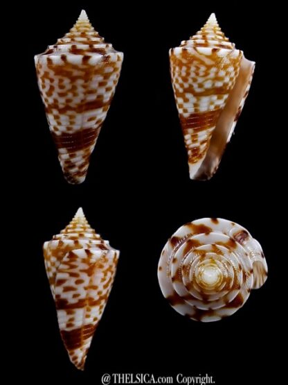 Conus wakayamaensis 26,4 mm Gem-0