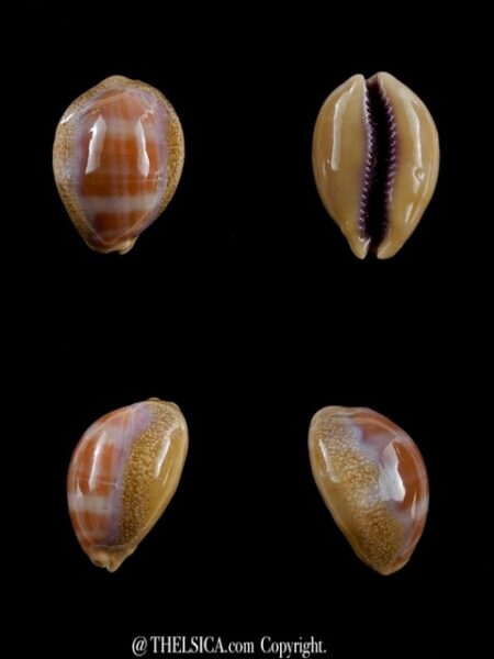 Cypraea carneola propinqua 24,5 mm Gem-0