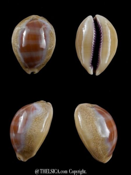 Cypraea carneola propinqua 27,5 mm Gem-0