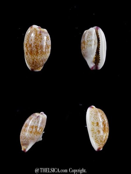 Purpuradusta fimbriata marquesana 10,2 mm Gem-0