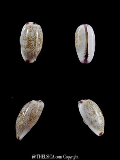 Purpuradusta fimbriata marquesana 10,6 mm Gem-0