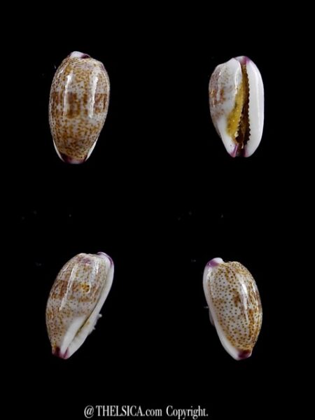 Purpuradusta fimbriata marquesana 10,9 mm Gem-0