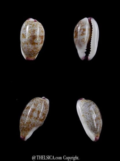 Purpuradusta fimbriata marquesana 11,8 mm Gem-0