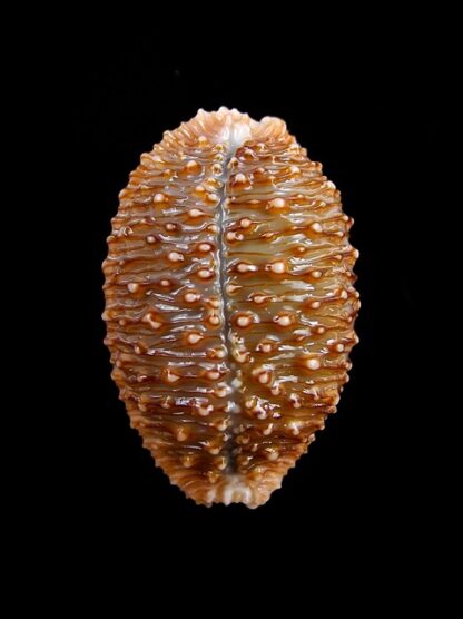Cypraea granulata granulata 30,4 mm Gem-11944