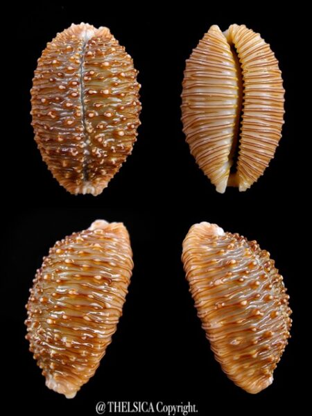 Cypraea granulata granulata 30,4 mm Gem-0
