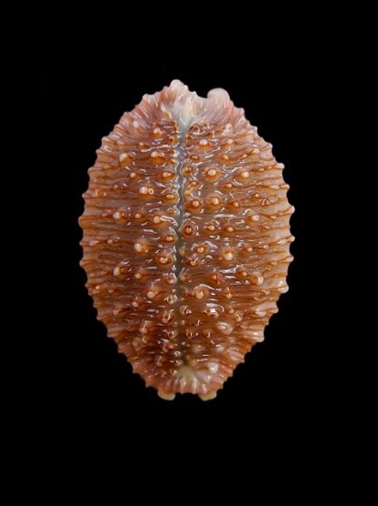 Cypraea granulata granulata 30,6 mm Gem-11952