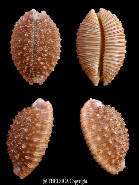 Cypraea granulata granulata 30,6 mm Gem-0