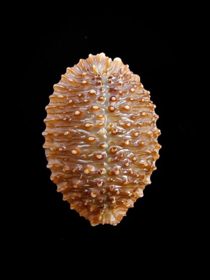 Cypraea granulata granulata 30,7 mm Gem-11962