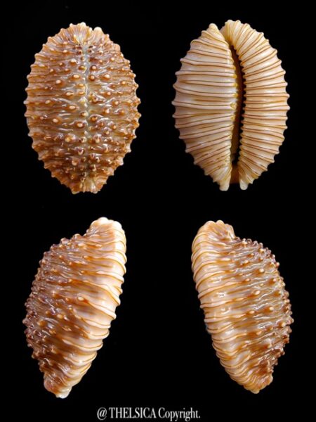 Cypraea granulata granulata 30,7 mm Gem-0