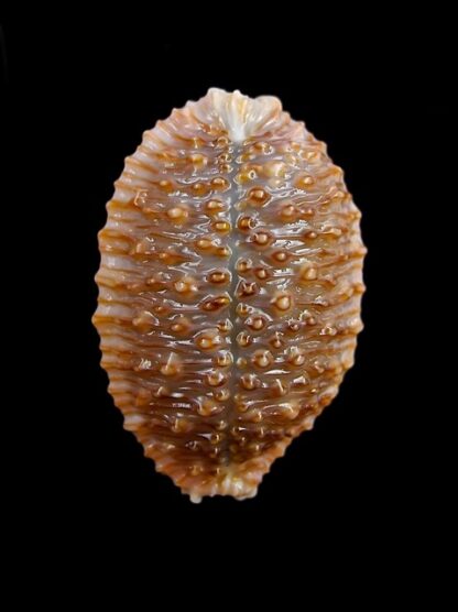 Cypraea granulata granulata 30 mm Gem-11934