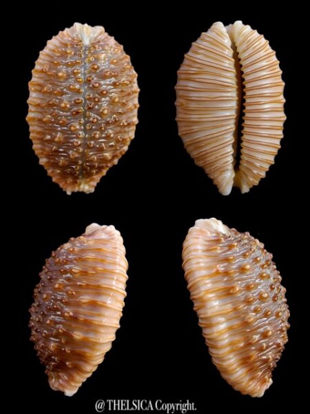Cypraea granulata granulata 30 mm Gem-0