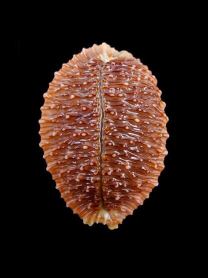 Cypraea granulata granulata 32,6 mm Gem-11972