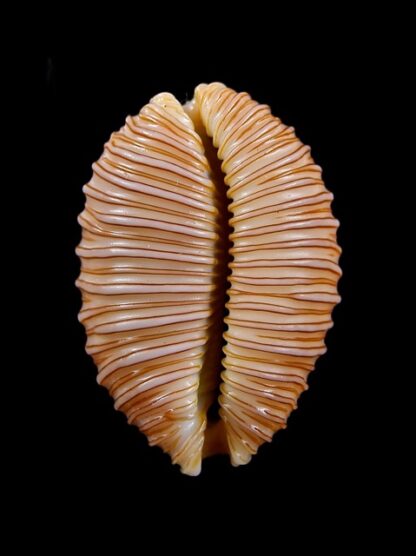 Cypraea granulata granulata 32,6 mm Gem-11974