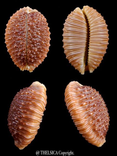 Cypraea granulata granulata 32,6 mm Gem-0