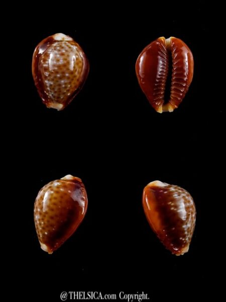 Naria bellatrix . 19,3 mm Gem-0