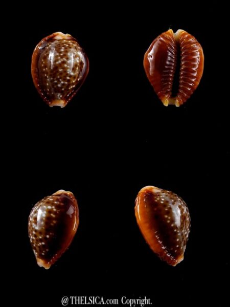 Naria bellatrix . 19,7 mm Gem-0