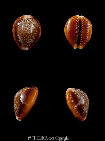 Naria bellatrix . 20,7 mm Gem-0