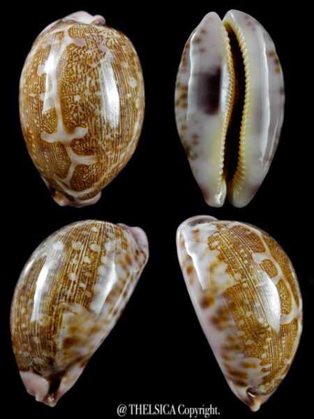 Cypraea mappa viridis guamensis ...57,7 mm Gem-0
