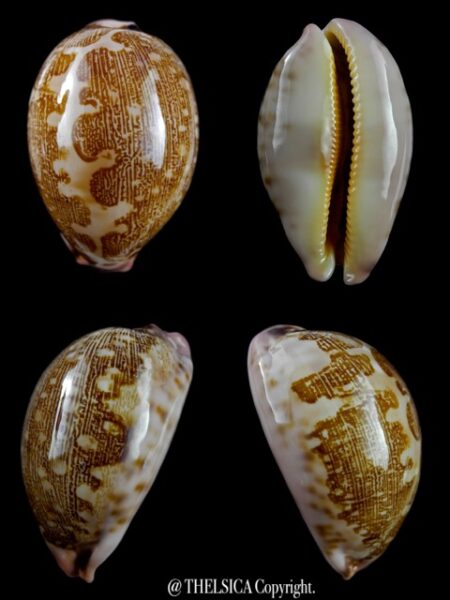 Leporicypraea mappa viridis guamensis ...63 mm Gem-0