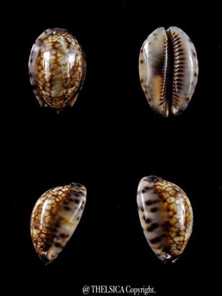 Cypraea maculifera martybealsi " DWARF" 38,9 Gem (-)-0